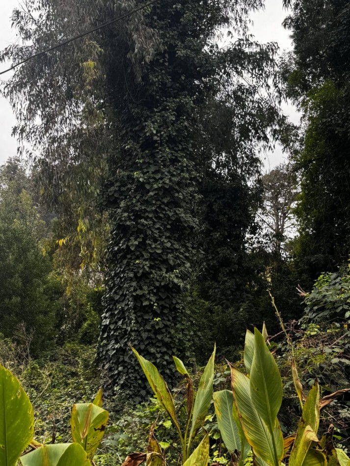 Terreno Excelente Ubicacion en Bosque de Peralta Ramos