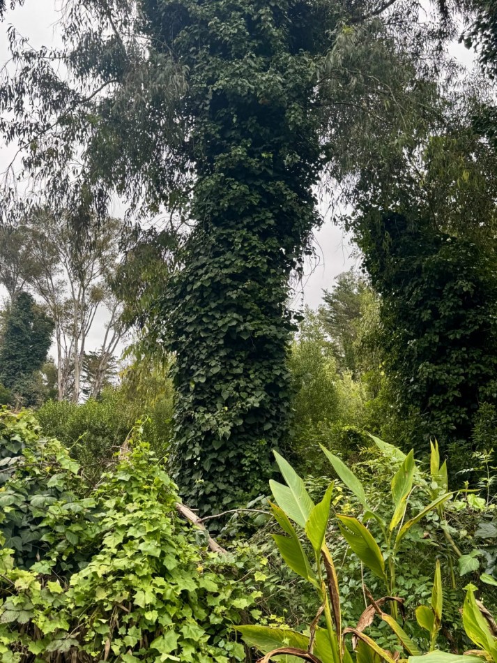 Terreno Excelente Ubicacion en Bosque de Peralta Ramos