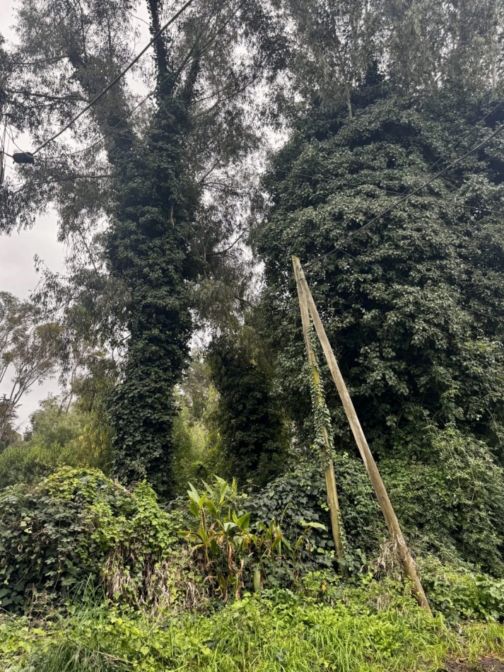 Terreno Excelente Ubicacion en Bosque de Peralta Ramos