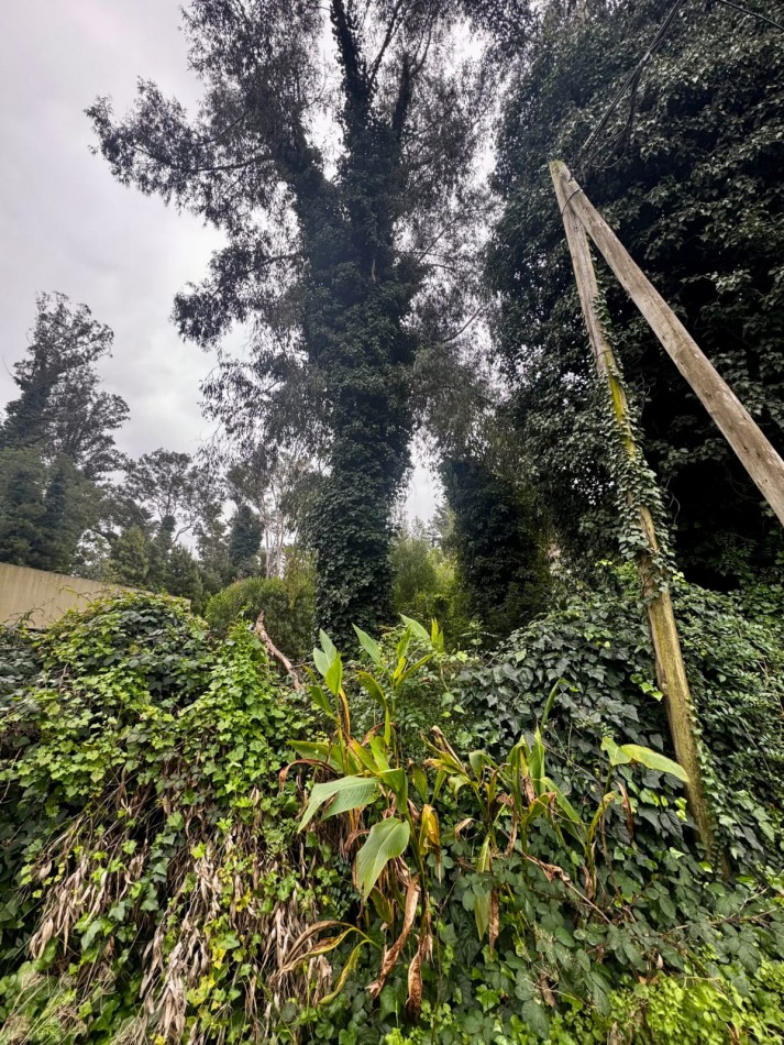 Terreno Excelente Ubicacion en Bosque de Peralta Ramos